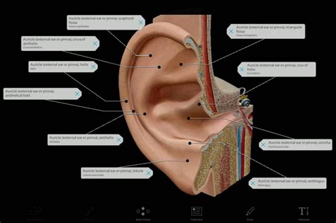 Getting An Earful: The Anatomy Behind Hearing and Balance