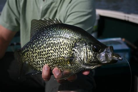 Crappie Fish: Tips, Habitat, Life Cycle, and More - FishOnTips