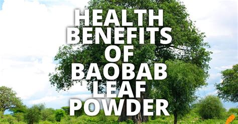 11 Potential Health Benefits Of Baobab Leaf Powder