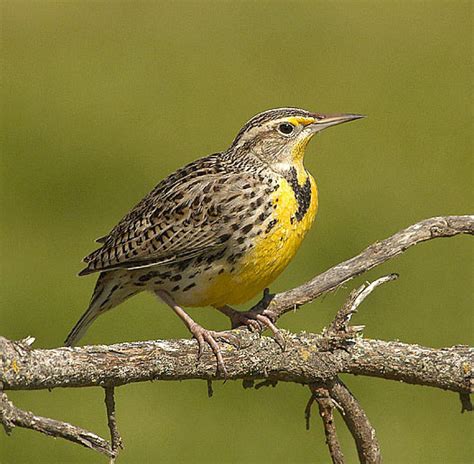 Western Meadowlark facts - Animals Time