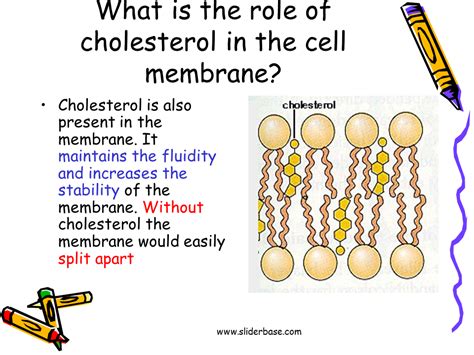 Cell membrane: Functions