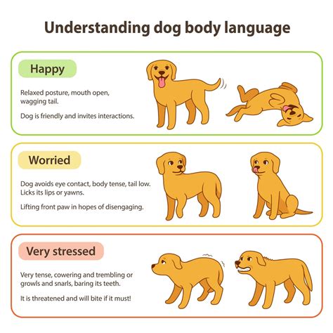 Dog body language: Decode cues for fear, stress, aggression