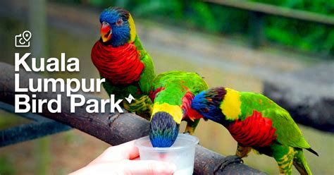 KL Bird Park (Harga Tiket, Review & Tips) - Terkini 2024