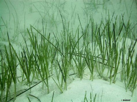 Seagrass Beds — The Department of Environment and Natural Resources