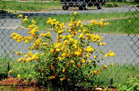 How to Grow and Care for Japanese Rose Shrubs