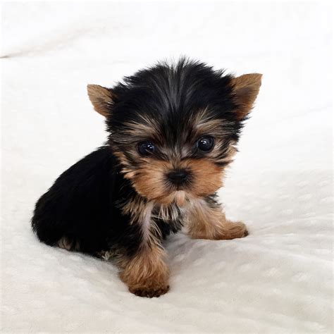 Micro Teacup Yorkie Female! | iHeartTeacups