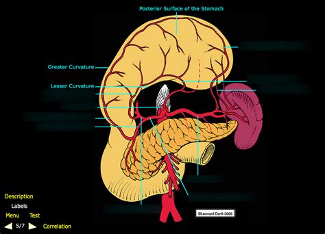 anatomy lab 6 - stomach blood supply Diagram | Quizlet