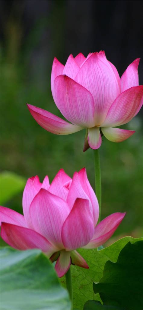 Pretty Lotus Flowers | Best Flower Site