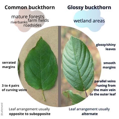 How manage invasive buckthorn in urban and rural forests | Plant Care ...