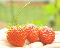 16 Fruit Plants - Jung Seeds and Plants catalog ideas | fruit plants ...