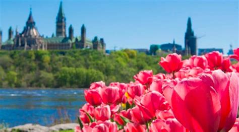 Canadian Tulip Festival Starts This Weekend - FACES Magazine