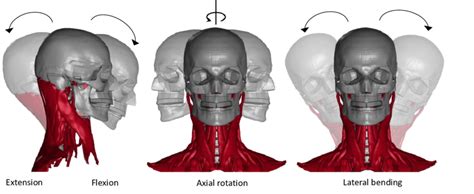 Anatomical terms for movement in the neck: flexion/extension [left ...