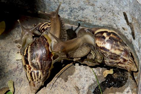 South Florida neighborhoods under quarantine due to disease-spreading ...