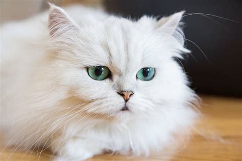 Royalty Free Persian Cat Pictures, Images and Stock Photos - iStock