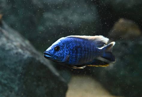 African Cichlid Fish: Everything You Need To Know