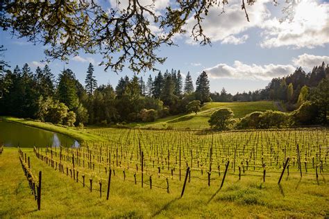 Stuller Vineyard — Bohème Wines