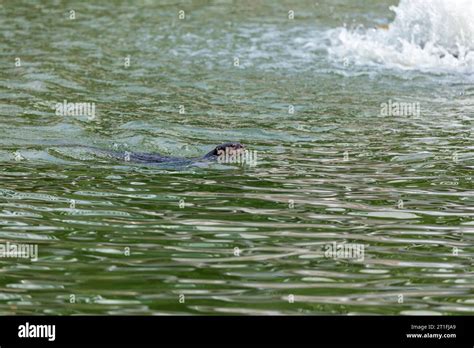 Smooth coated otter swimming in urban river, My Waterway@Punggol in ...