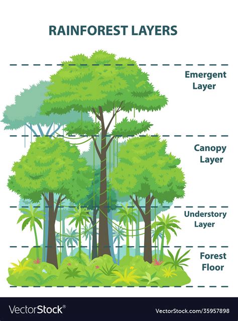 Rainforest layers educational banner or poster Vector Image