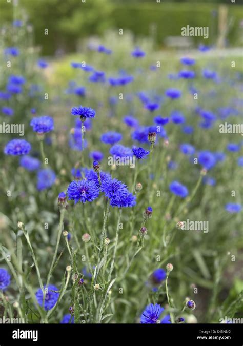 Blue flowers meadow Stock Photo - Alamy