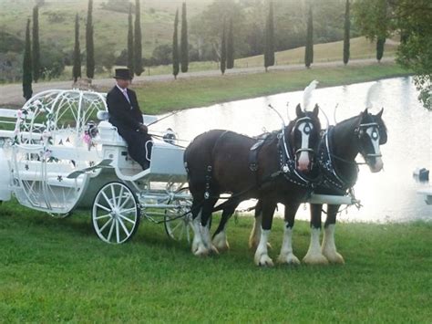 Wedding Horse & Carriage Brisbane, Gold Coast, Sunshine Coast