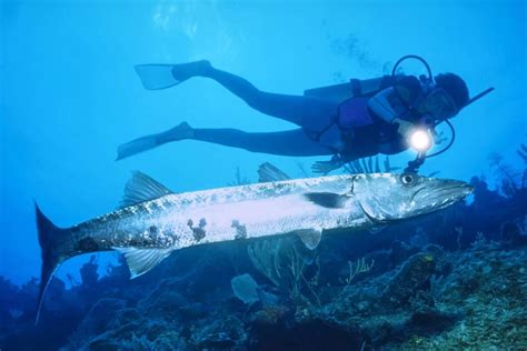 Do Barracudas Attack Humans? - Are They Dangerous?