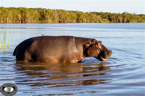 Richards Bay Cruise Liner Activities - Hluhluwe Game Reserve