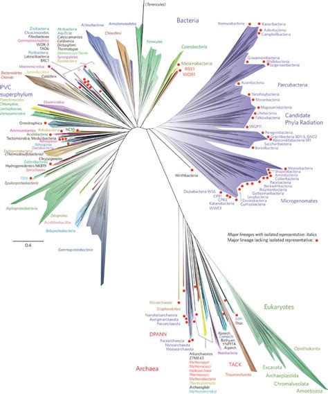 microBIO: Un nuevo vistazo al árbol de la vida en alta definición HD