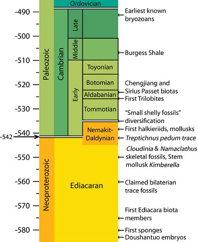 Does the Cambrian Explosion Pose a Challenge to Evolution? - Common ...