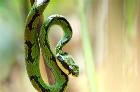 Who Was the Serpent in the Garden of Eden? – Christianity FAQ