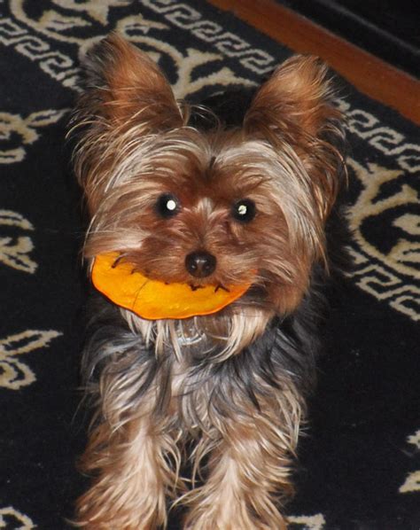 Miniature Yorkshire Terrier: What Is Your Yorkie Doing For Halloween?