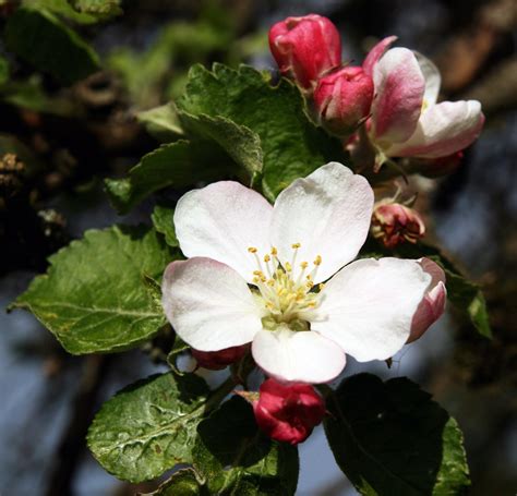 Apple Blossom Flower Free Stock Photo - Public Domain Pictures