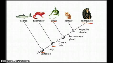 Cladograms - Betterlesson | Seventh grade, Upper elementary, Elementary