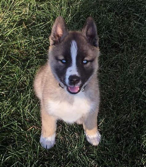 Huskita | Puppy mix, Mixed breed dogs, Dog crossbreeds