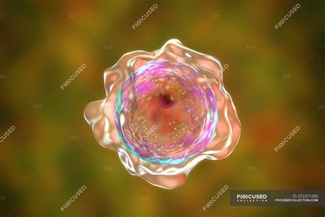 Balamuthia mandrillaris amoeba, computer illustration — artwork ...