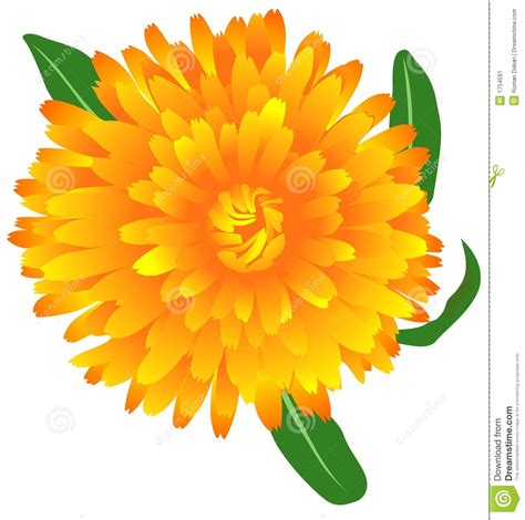 Marigold Flower Clipart | Free download on ClipArtMag