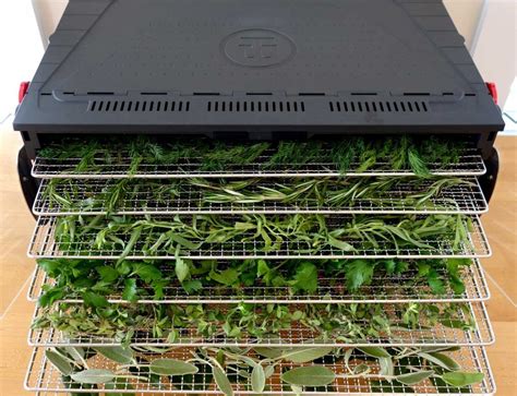 Dehydrating Herbs | Dehydrator, Drying fresh herbs, Dehydrator recipes