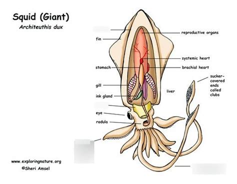 squid anatomy Diagram | Quizlet