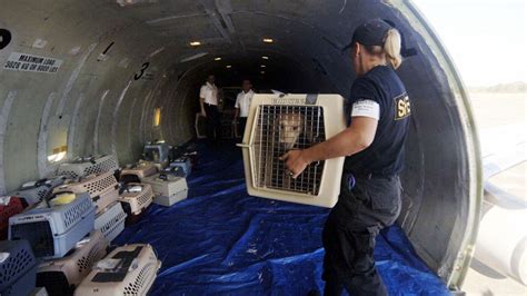 Scared dog forces emergency landing after opening luggage compartment ...