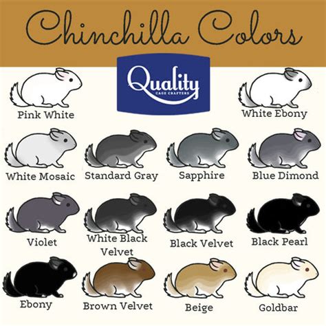 So Many Chinchilla Colors! Which One Do I Choose? Tell The Differences