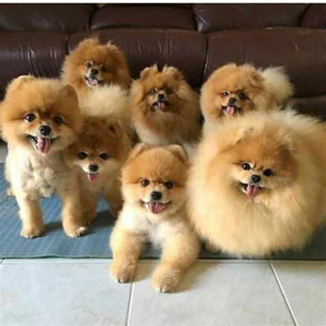 Pomeranian Dog Breed Information, Images, Characteristics, Health