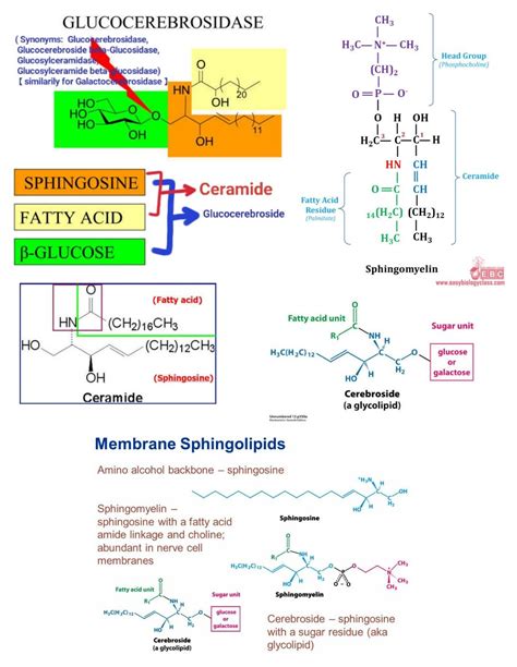 Cerebrosides ... #glucocerebroside #ceebrosidase #ceramide #sphingosine ...