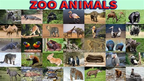 Zoo Animals Vocabulary in English with Pictures - YouTube