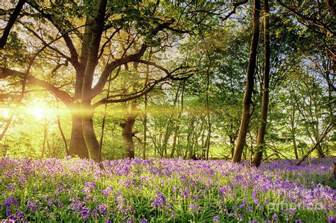 Stunning bluebell forest in spring sunrise Photograph by Simon Bratt ...