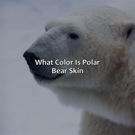 What Color Is Polar Bear Skin - colorscombo.com