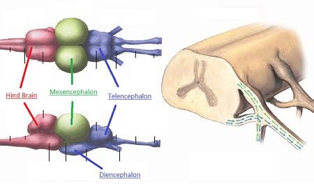 Fish Brain Anatomy | Parts & Function - Video & Lesson Transcript ...