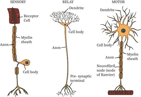 Neuron Structure | bartleby