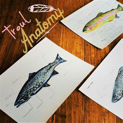 New Trout Anatomy now available! Rainbow, Brown, Brook, and Cutthroat ...