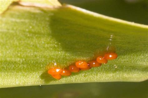 How to Get Rid of Lily Leaf Beetles (Scarlet Lily Beetle) - Dengarden