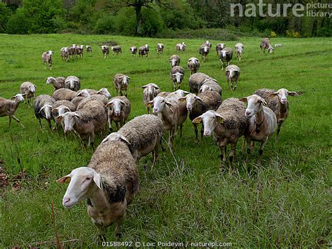 Stock photo of Lacaune sheep, which produce milk for Roquefort Cheese ...