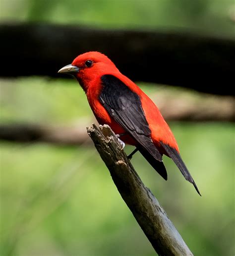 Maryland Biodiversity Project - Scarlet Tanager (Piranga olivacea)